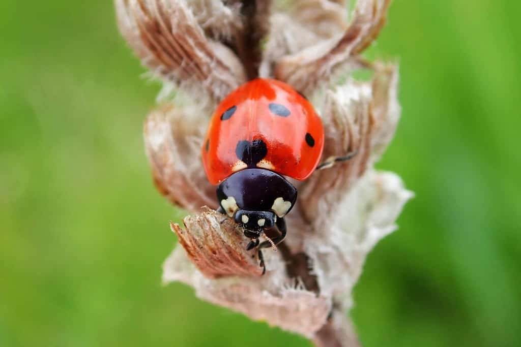 Seven-spotted ladybug - Coccinella septempunctata