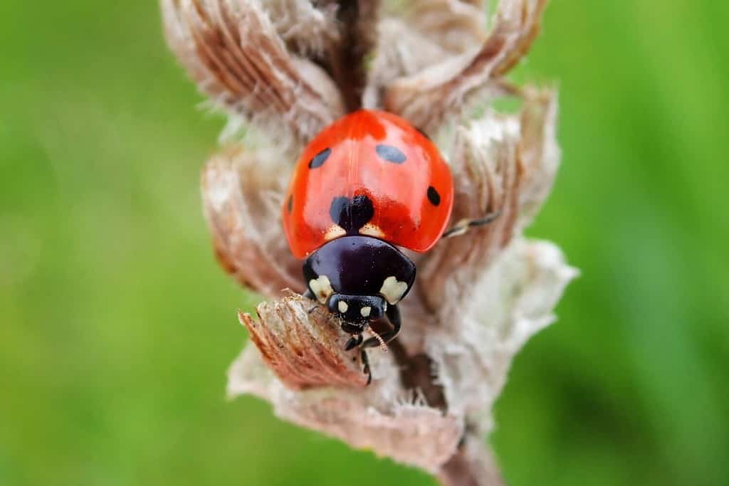 Multicolored Asian Lady Beetle – Wisconsin Horticulture