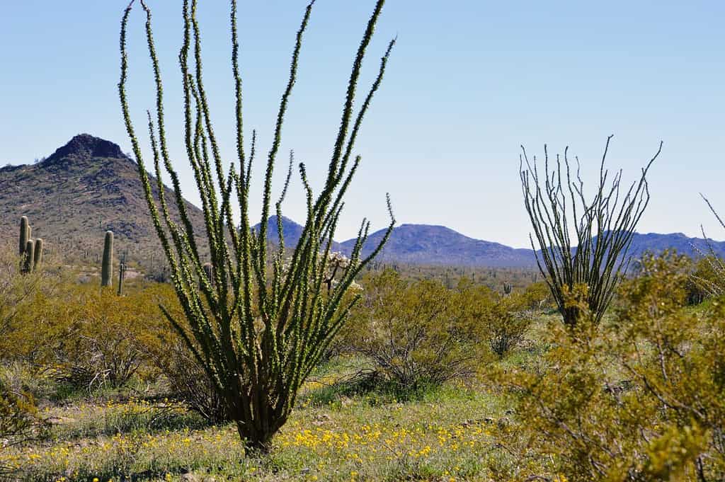 Ocotillo cactus at Sonoran Desert National Monument Arizona