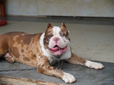 A Everything You Need to Know About Leopard Merle Pitbulls