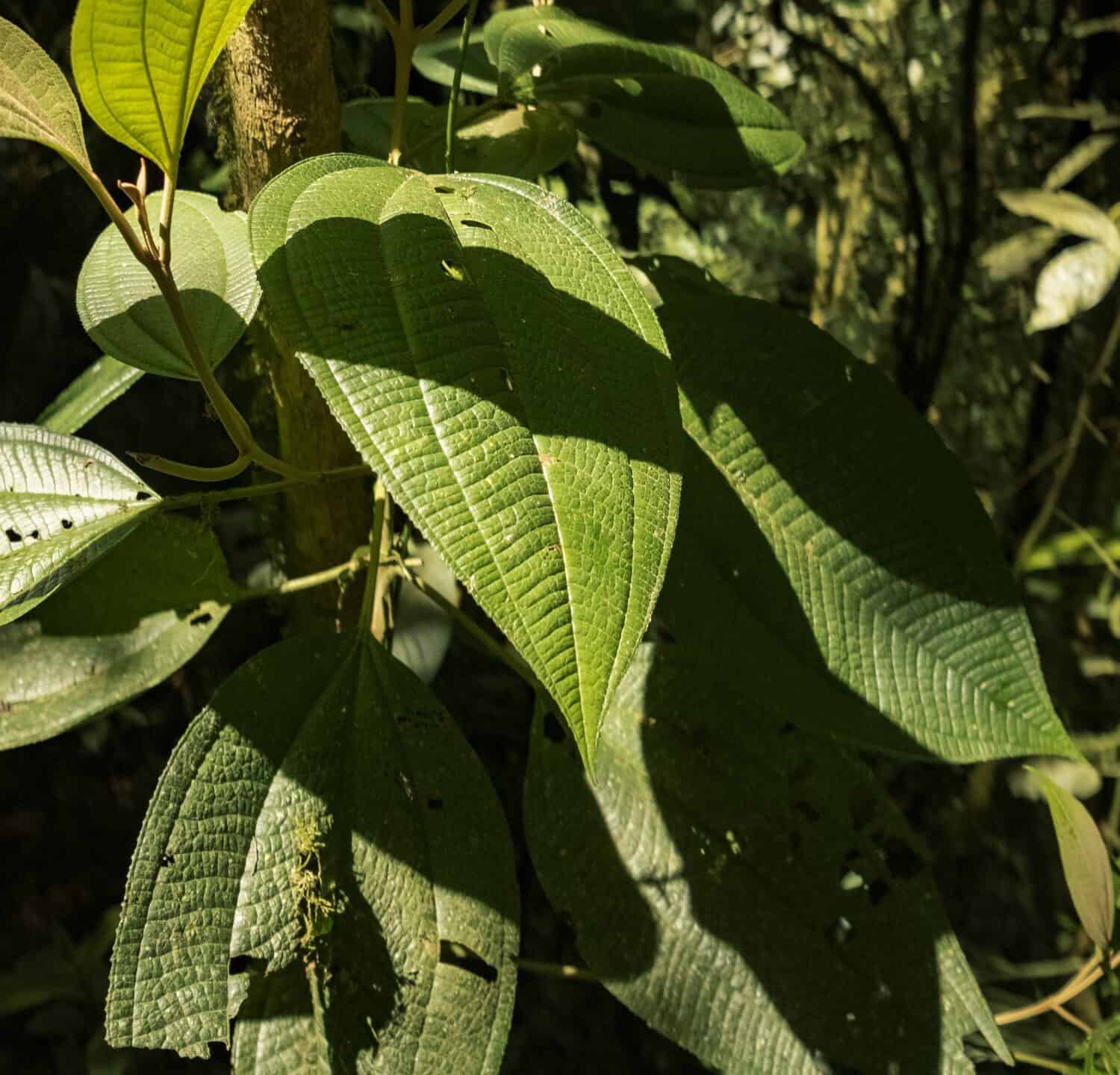 A miconia calvescens in the forests of Colombia