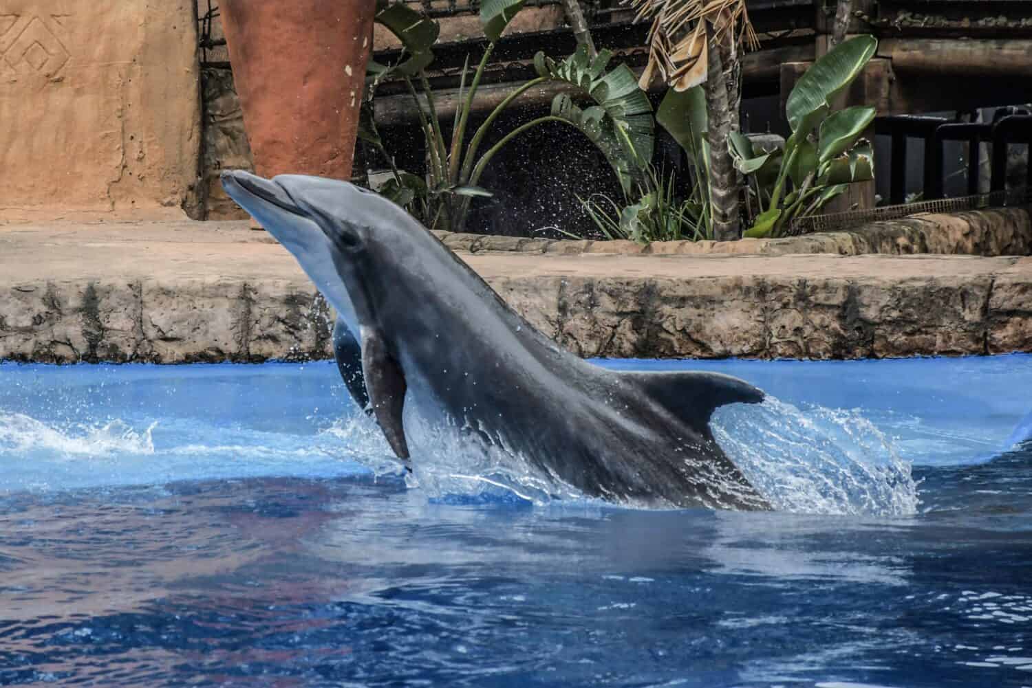 Ushaka marineworld dolphin show in Durban, biggest attraction in Kwazulu natal south africa