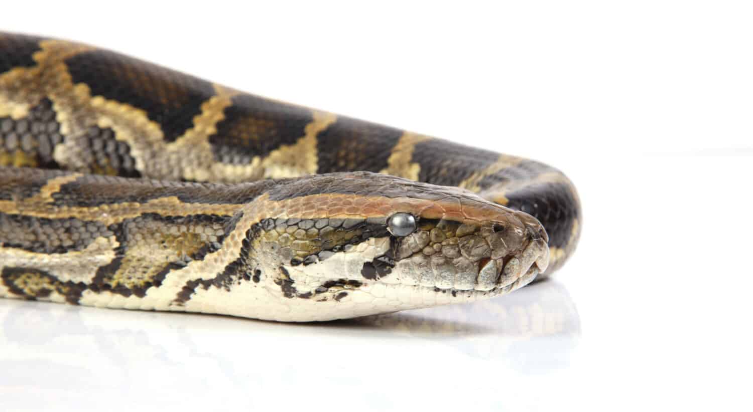 Burmese python on white