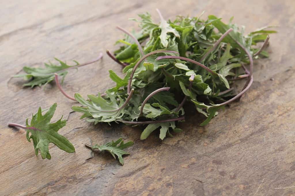 baby kale salad leaves