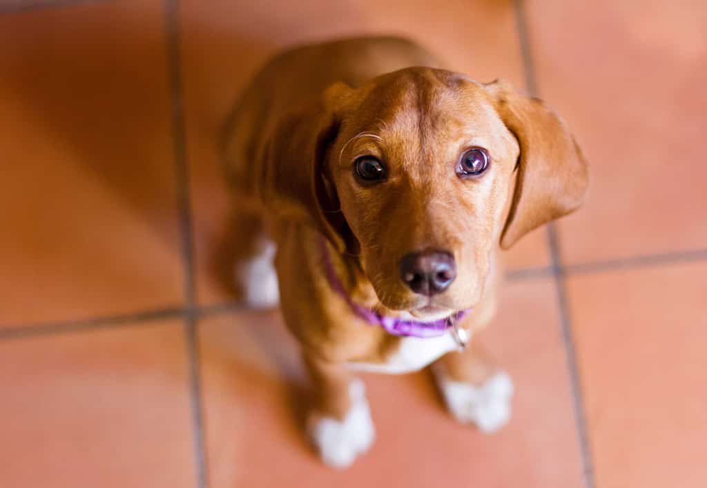 Bloodhound dog puppy portrait. Selective focus on the eyes.