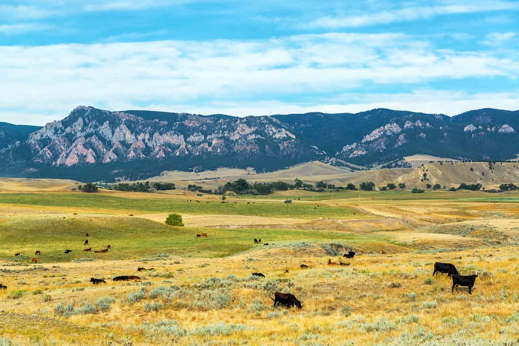 Cows grazing in fields with the foothills to the Bighorn Mountains behind them near Buffalo, Wyoming