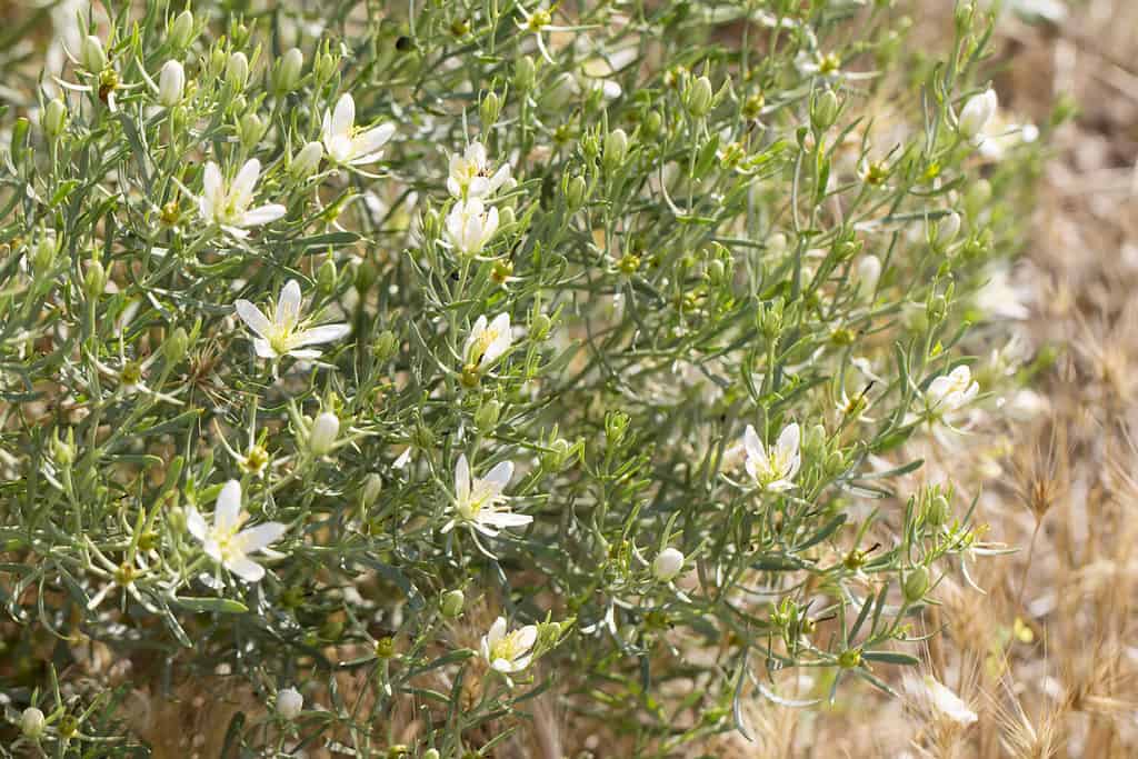 Peganum harmala flowering plant colorful summer sunny background