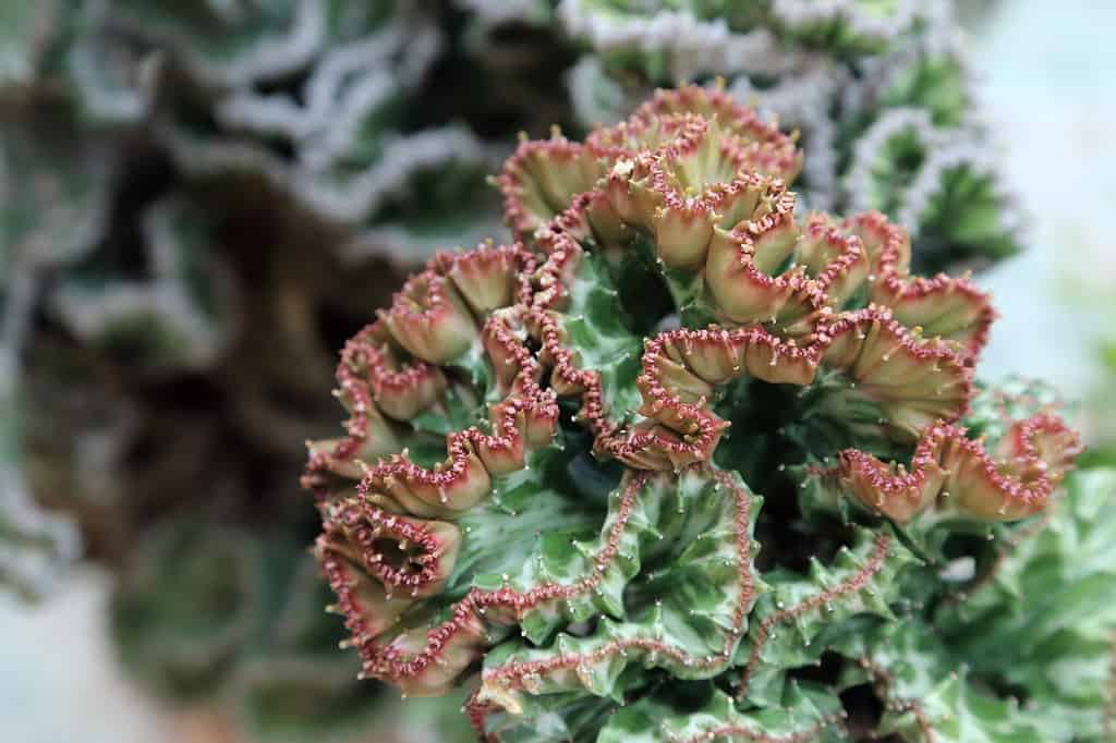 Crested Euphorbia, Coral Cactus succulent, kind of tropical plant.