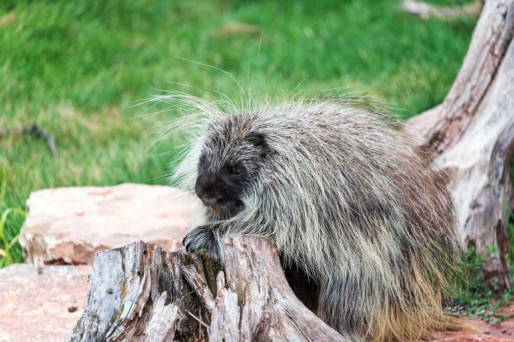 Closeup view of a porcupine