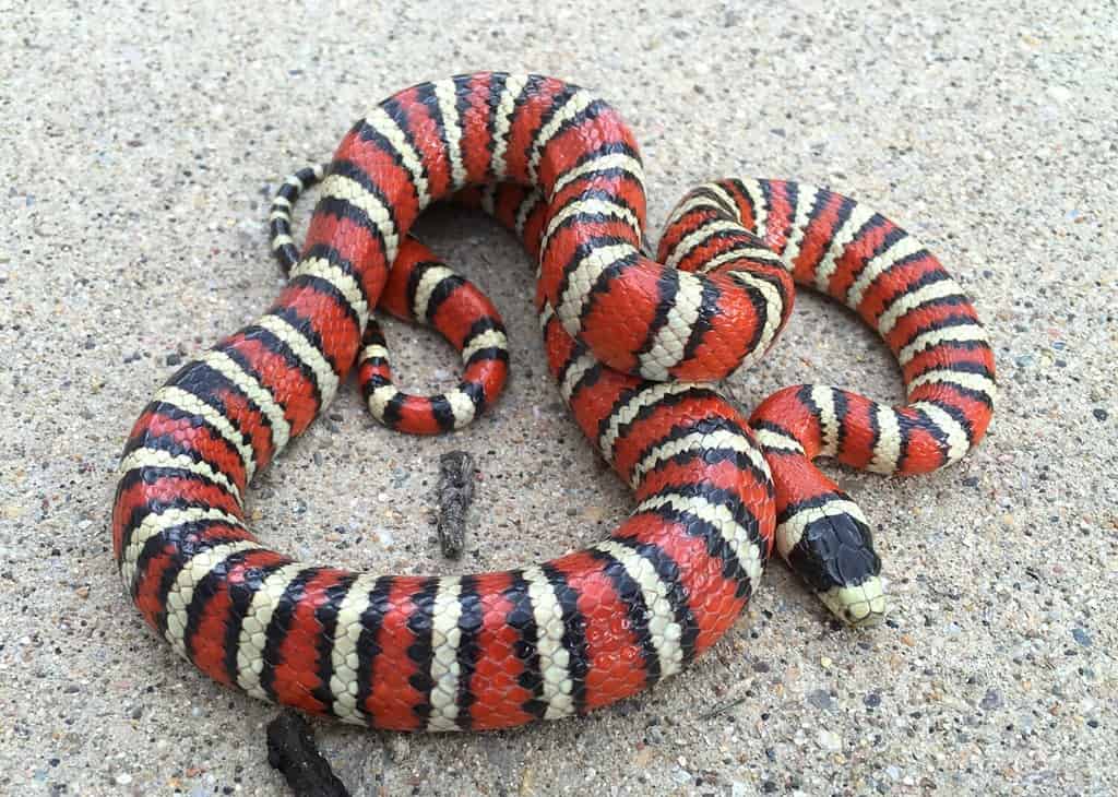 Brightly colored Sonoran Mountain Kingsnake, Lampropeltis pyromelana, a Coral Snake mimic, coiled in its habitat