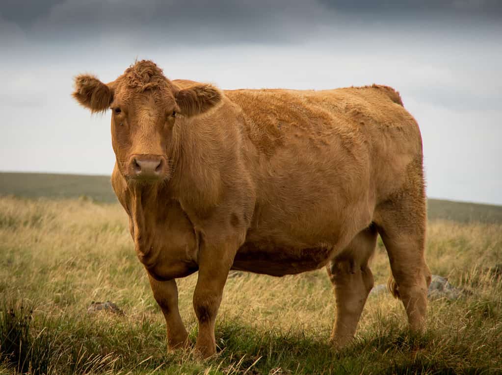 South Devon Cow Dartmoor, Devon