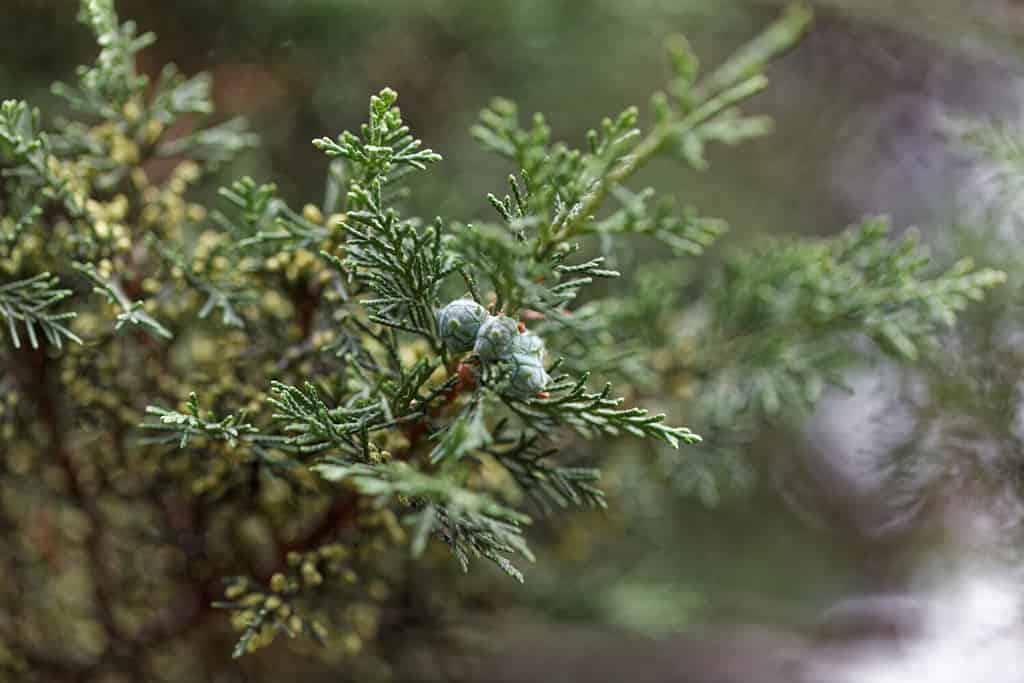 6 Incredible Trees Native to Yemen - A-Z Animals