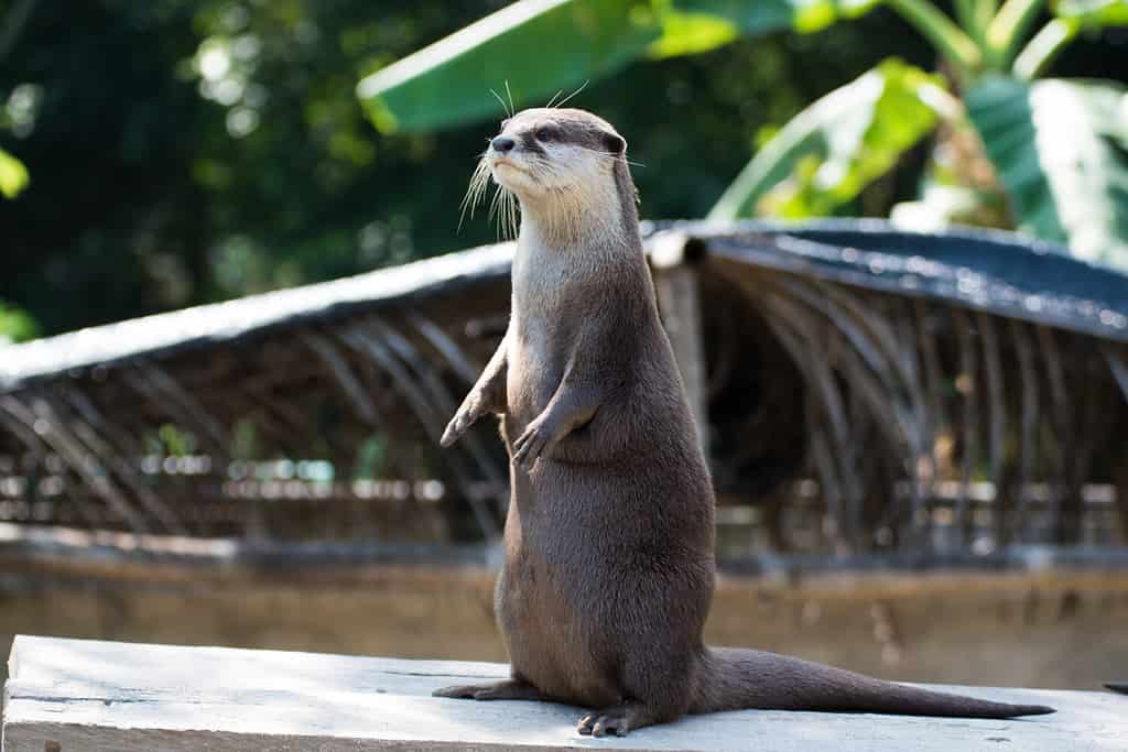 A Cute Small Clawed Otter