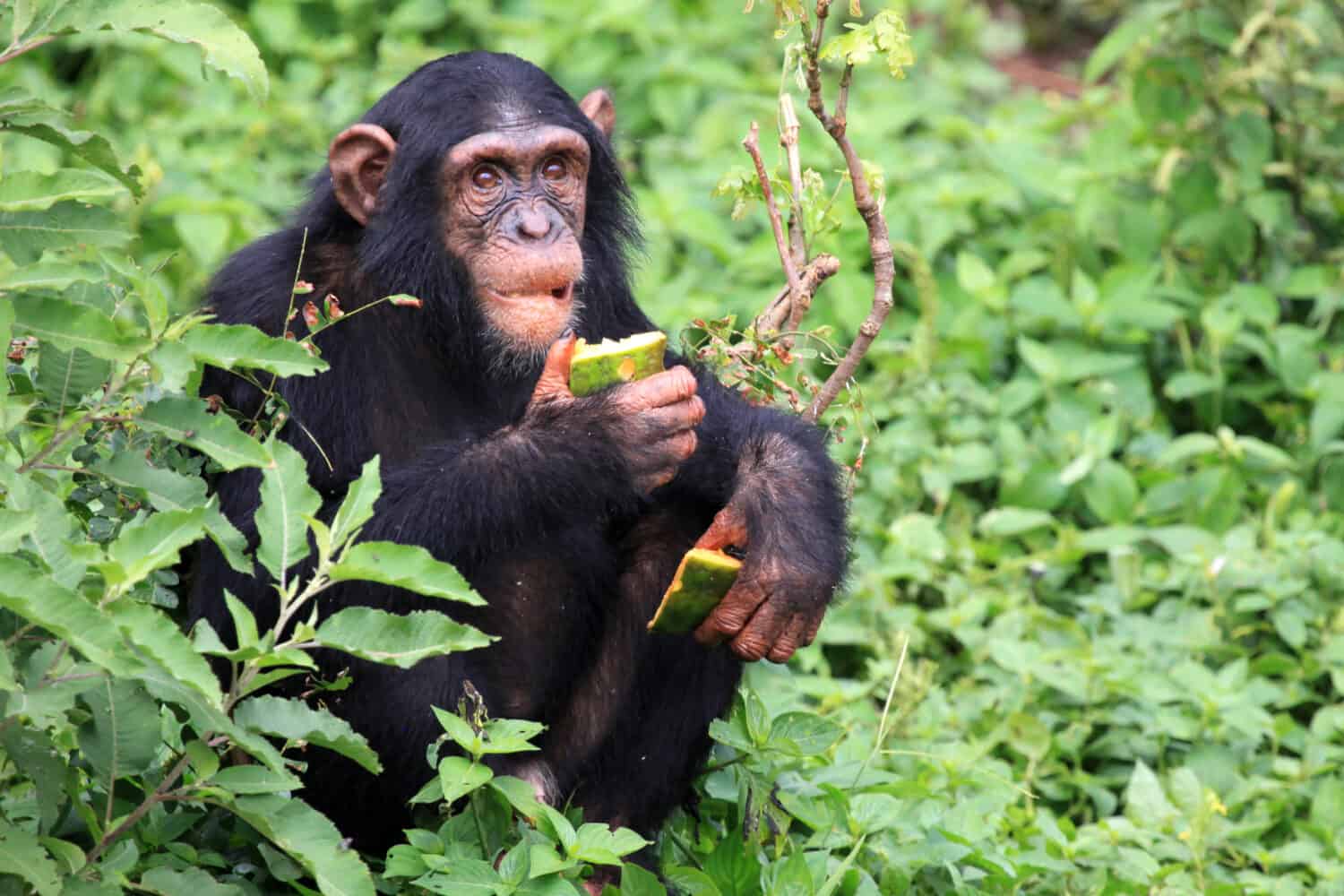 Chimpanzee Sanctuary, Game Reserve - Uganda, East Africa