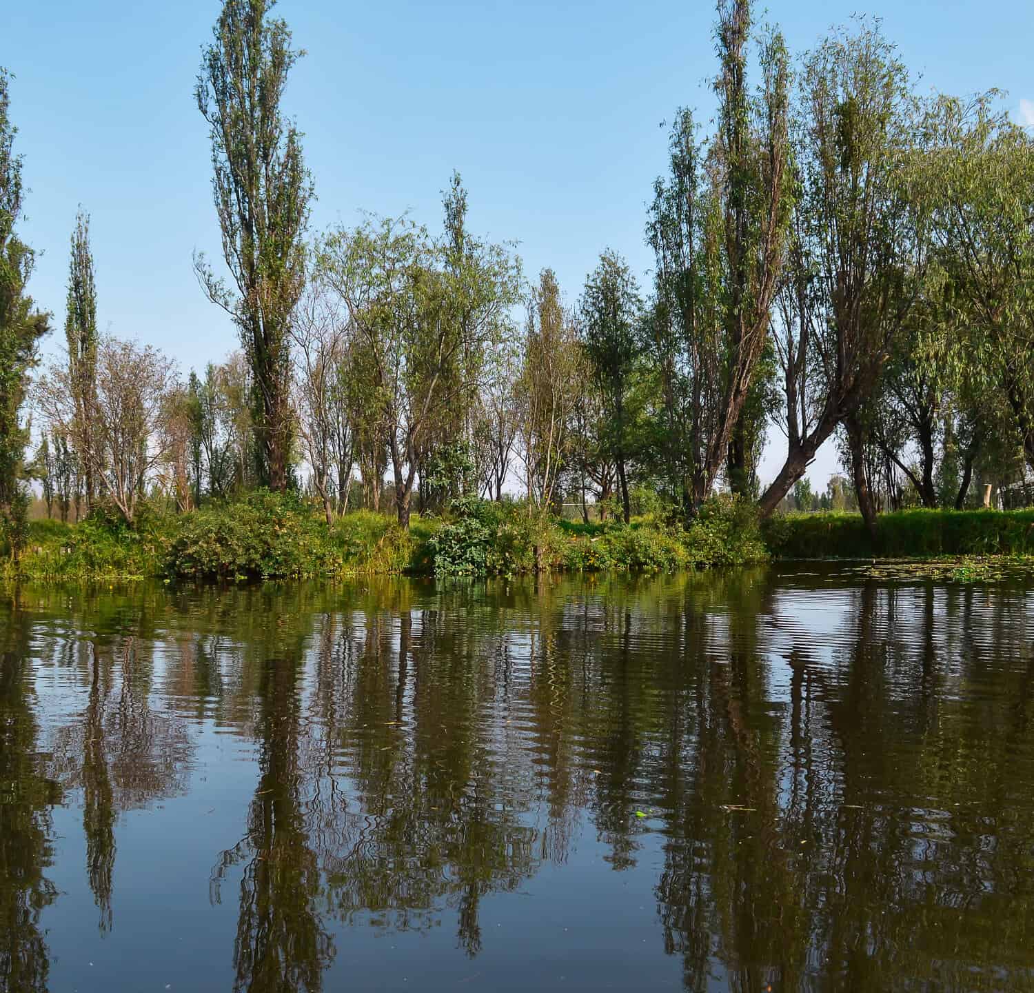 Ahuejotes Trees (Salix bonplandiana) Bonpland willow, native tree of Xochimilco, Mexico