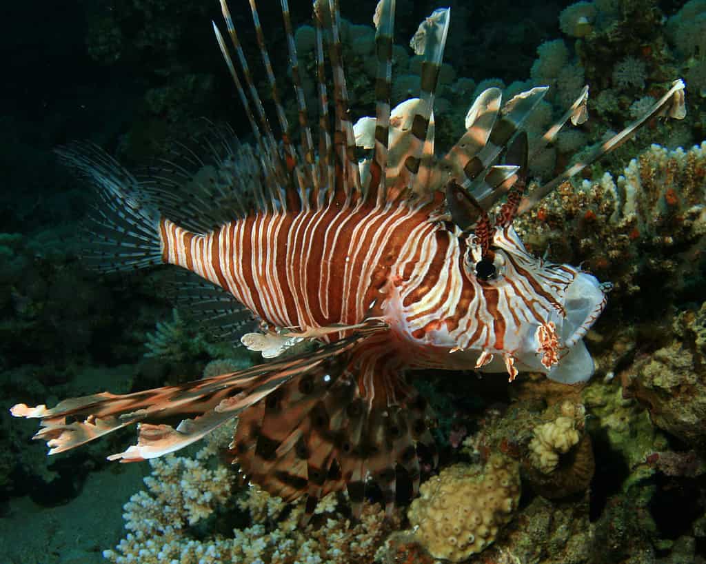 Lionfish are some of the most dangerous animals in Georgia, thanks to the venomous spines on their back.