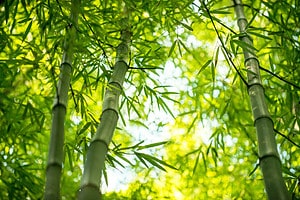 6 Types of Bamboo That Thrive In Utah photo
