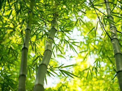 A 6 Types of Bamboo That Thrive In Utah