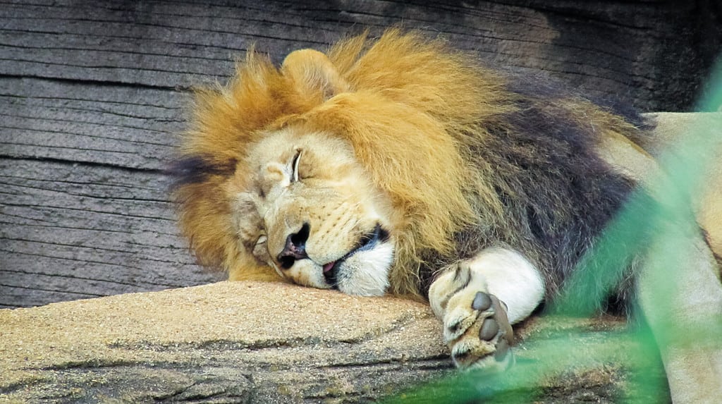 Sleeping lion at zoo in Columbia, South Carolina. Is he a meat drunk lion?