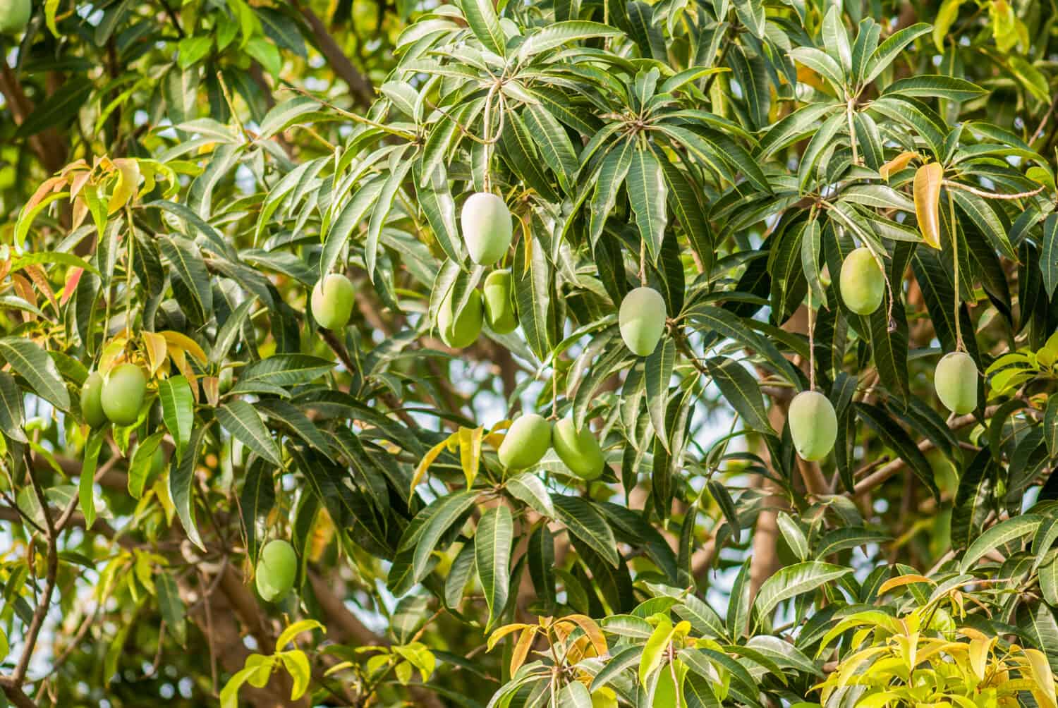Raw green mango on tree, Salunkwadi, Ambajogai, Beed, Maharashtra, India, Southeast, Asia