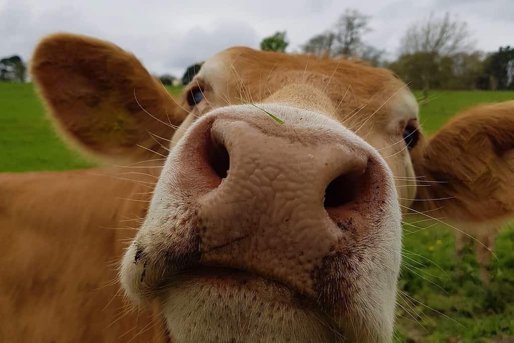 Brown Cow