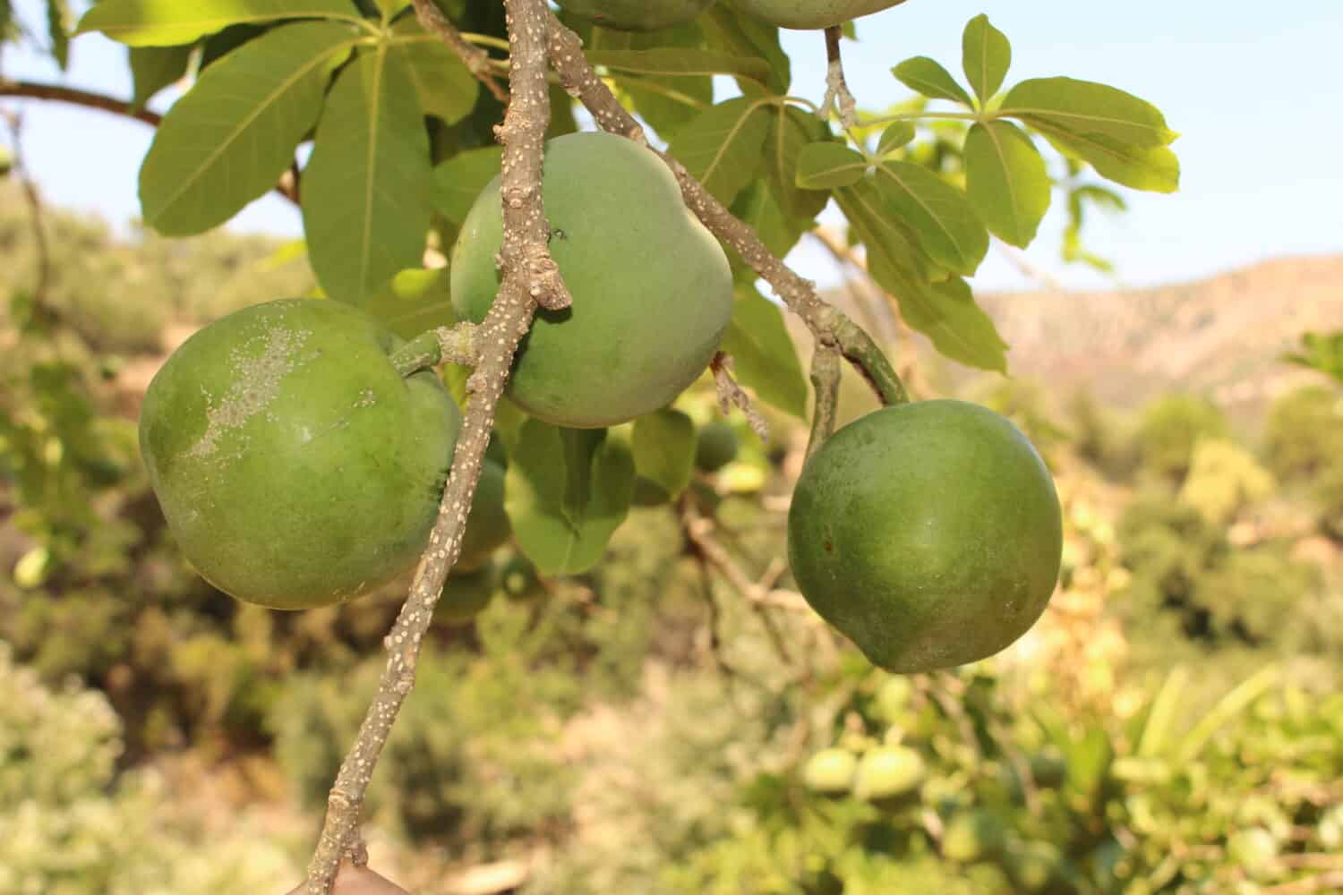 Unripe and green "White Sapote" fruit (or Mexican Apple, Casimiroa) on the tree in Crete Island, Greece. Its Latin name is Casimiroa Edulis, native to eastern Mexico. 