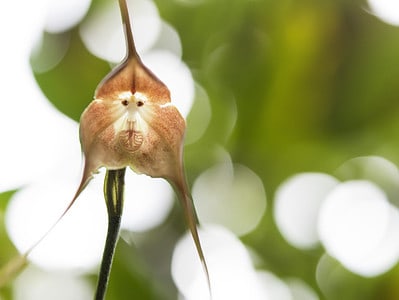 A 16 Fascinating Plants That Look Like Animals