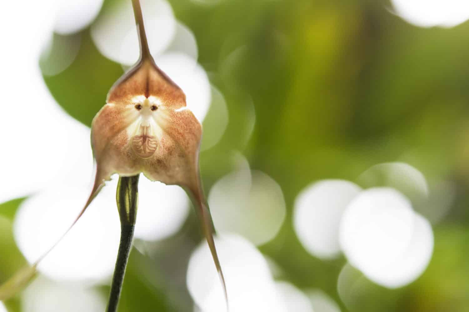 a Monkey Orchid (Looks Like a Monkey’s Face)