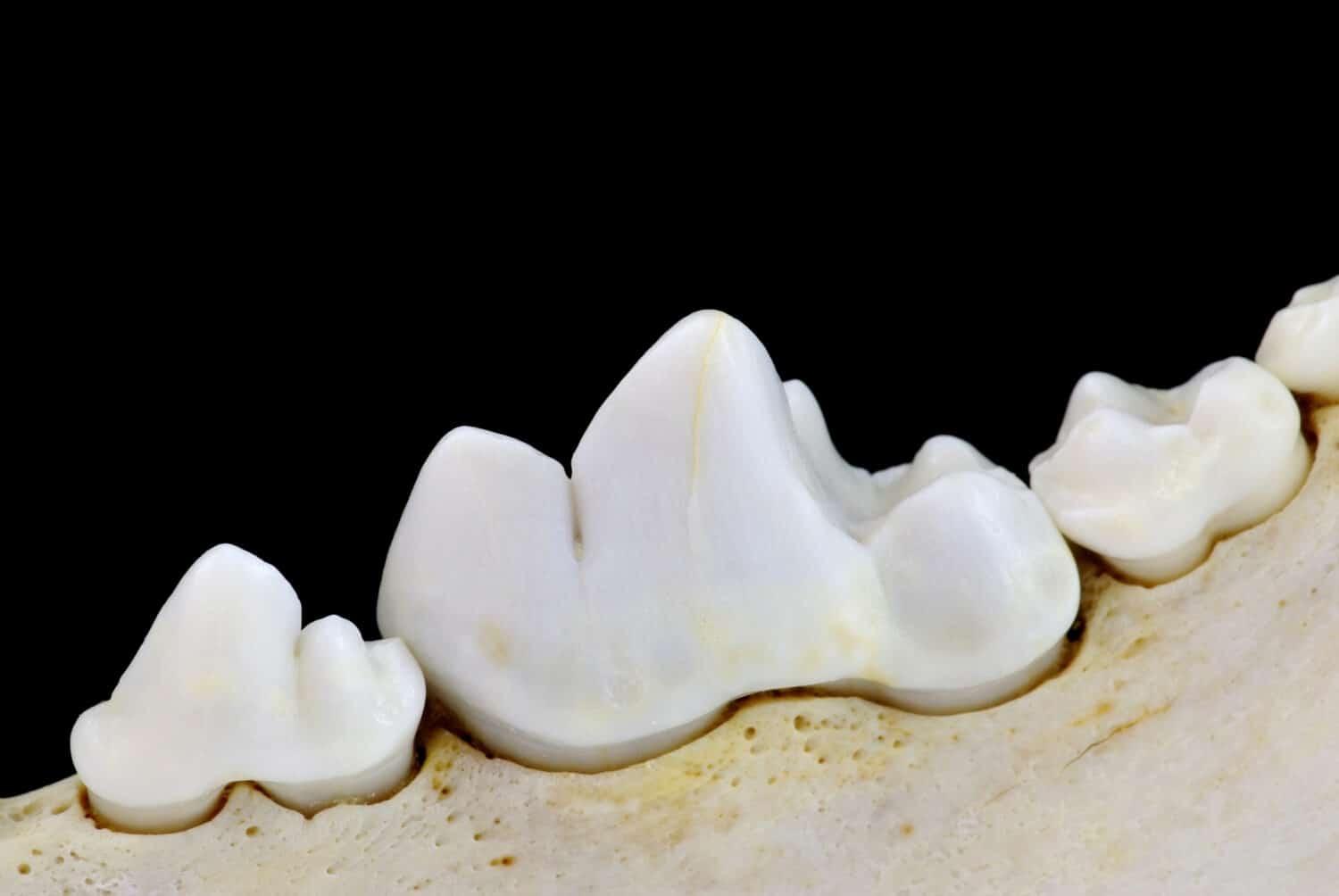 Carnassial tooth
