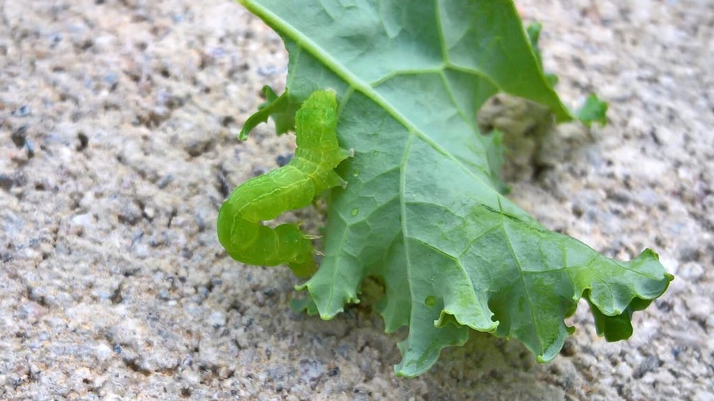 Cabbage looper on kale leaf