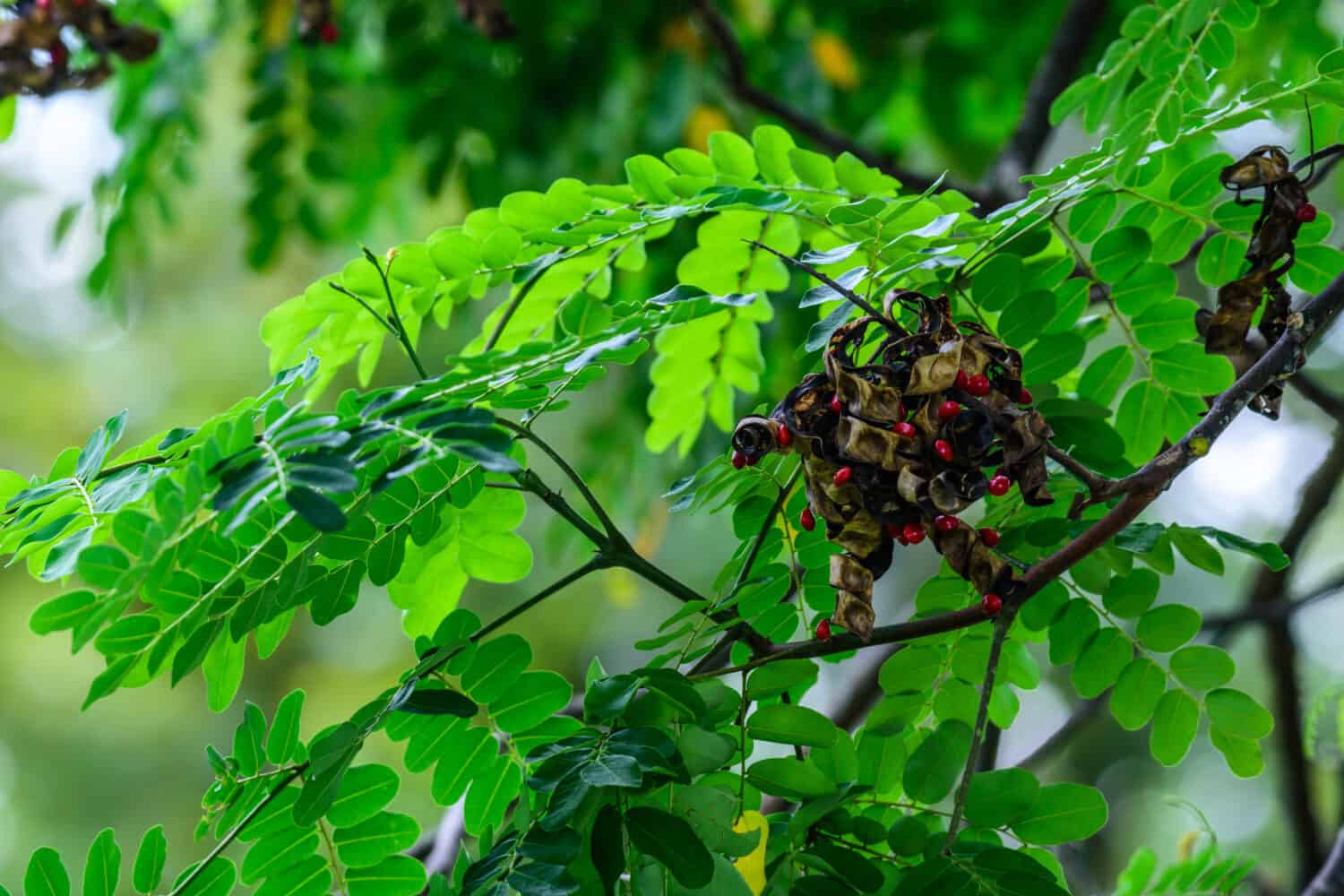 Adenanthera pavonina (Red Wood, Coral Wood) ; A bunch of dried pods, under leaves. The chapped calix, showing  small round flat shape & hard of inner oldest red seeds. Ready to fall from terminal.