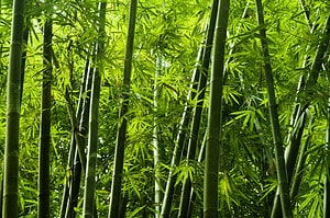 6 Types of Bamboo That Survive in Alaska photo