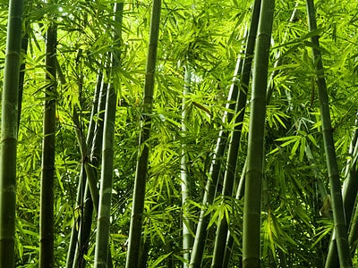 A 6 Types Of Bamboo That Survive In Alaska
