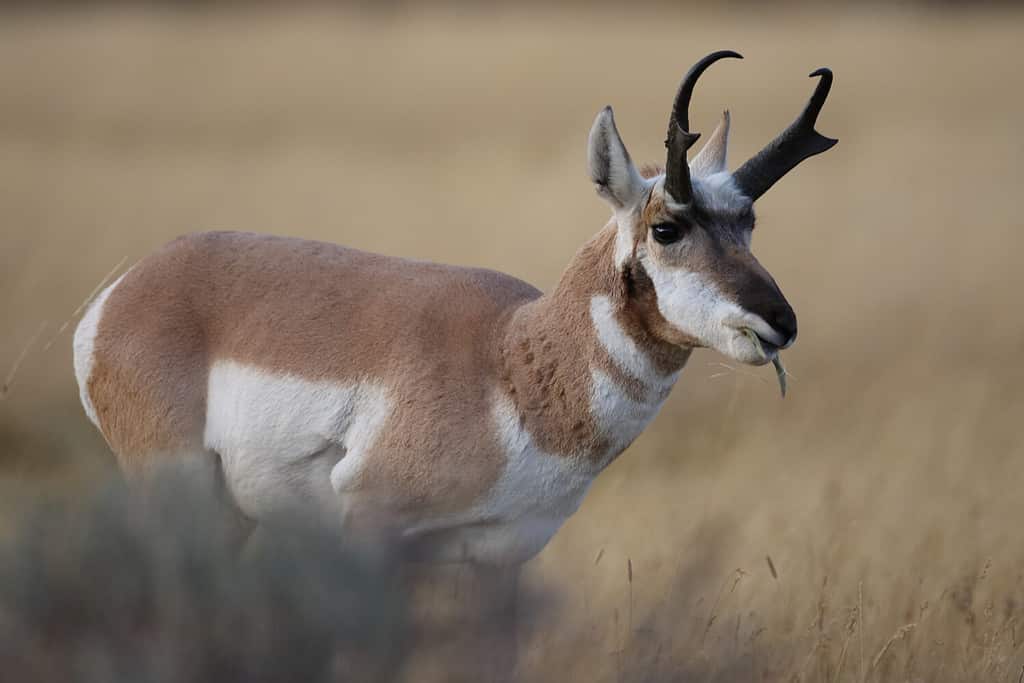 Pronghorn Wyoming, Yellowstone National Park