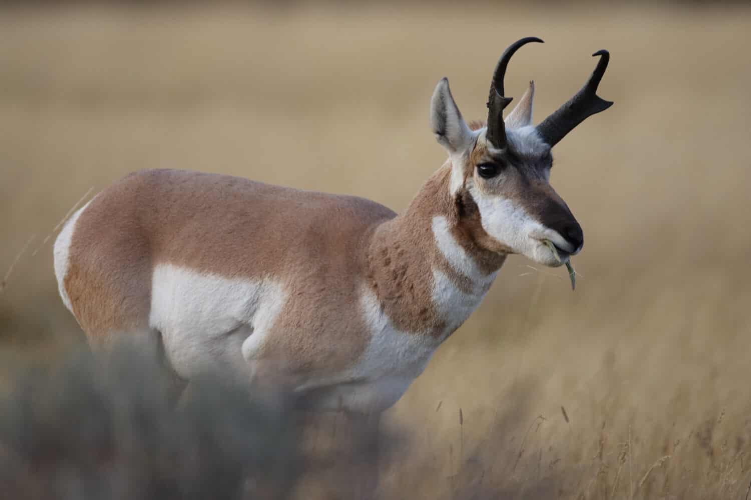 Pronghorn Population How Many Are Left In The World A Z Animals