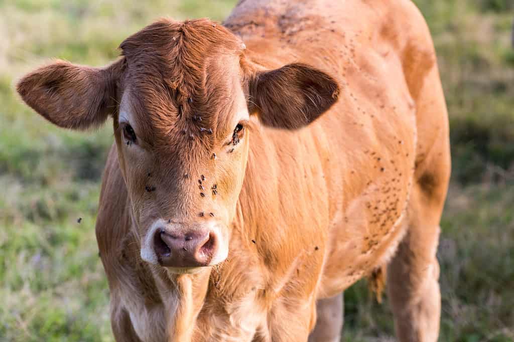 Charente Parthenais Cow