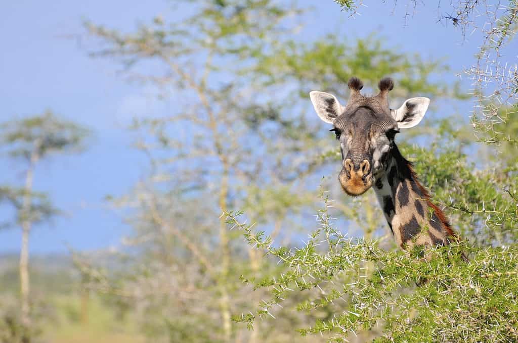 giraffe in the wild