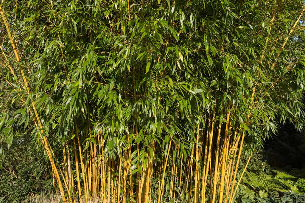 Phyllostachys aureosulcata f. spectabilis (Showy Yellow Groove Bamboo) in Rural Devon, England, UK