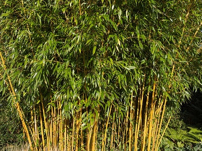 A Bamboo In Maryland