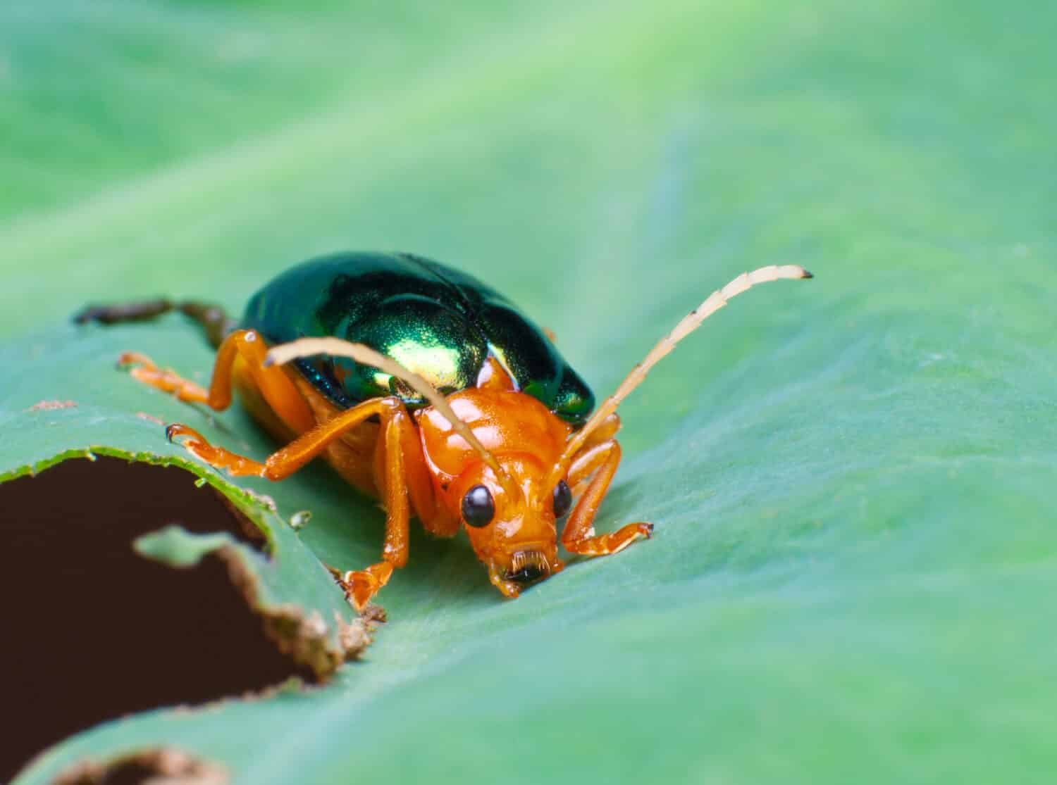 Bobbardier beetle (Brachinus alternans)