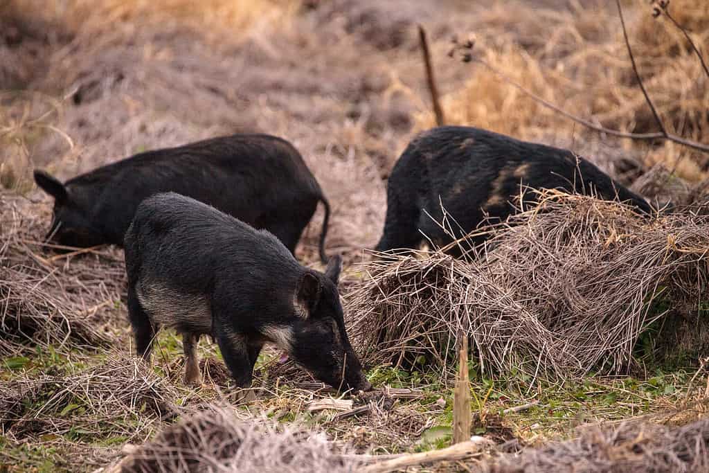 feral pigs rooting through hay