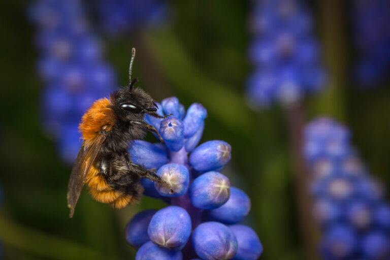 v. The bee is almost vertical in the left frame facing right. She is foraging on a purple hyacinth flower . She has a black head and rusty orange estate (hairs covering the top of her thorax and abdomen. Her underside is covered in black setae/