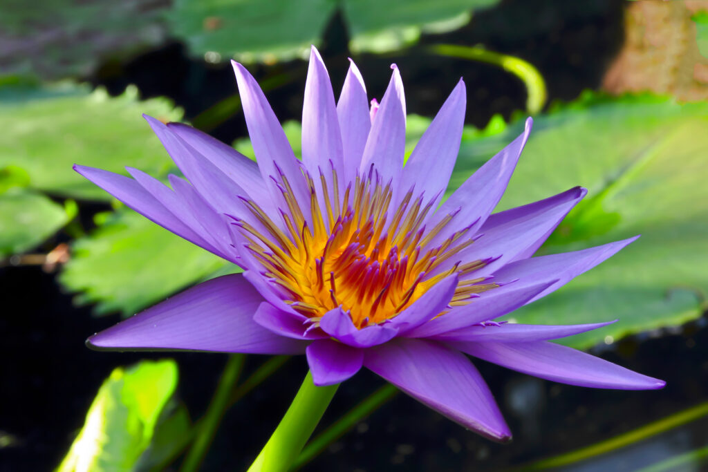 nymphaea 'august koch'