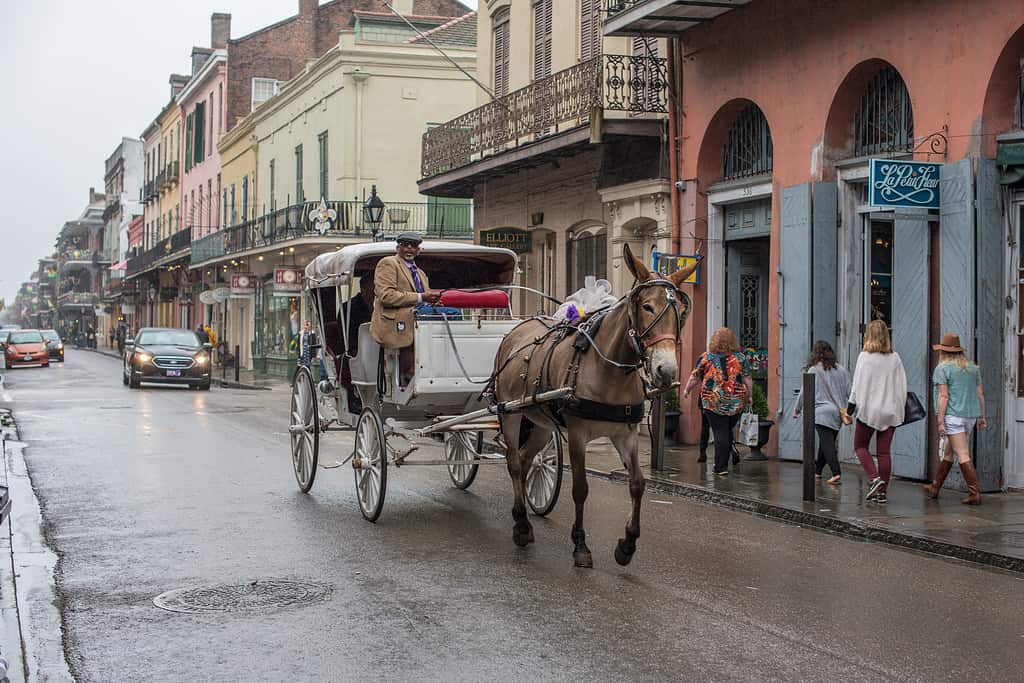 Rain falls as a horse drawn carriage rolls along Bourbon Street