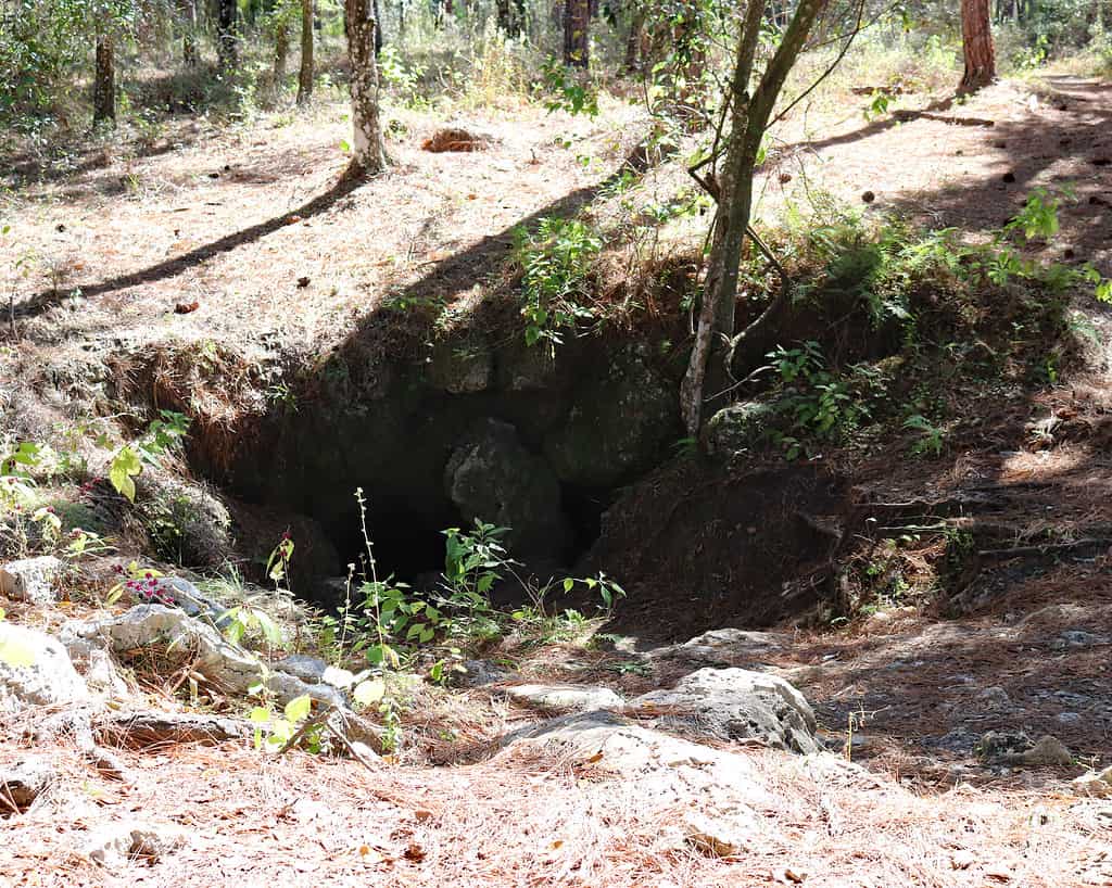 Dames Cave at Withlacoochee State Forest in Florida