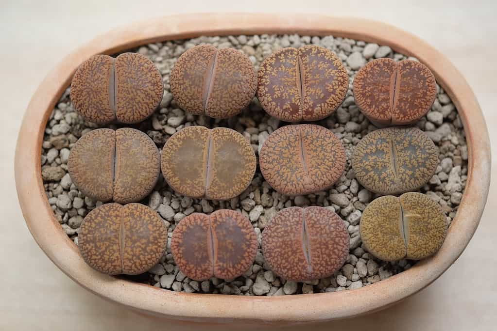 Lithops aucampiae has unique rock-like markings and patterns