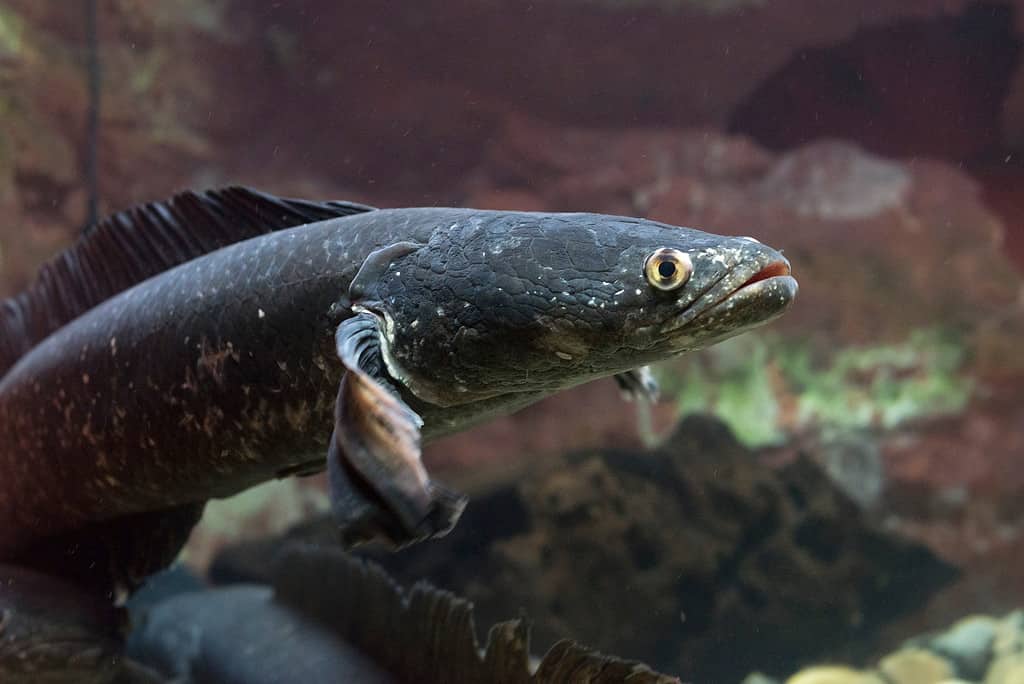 Great snakehead fish (channa marulius)