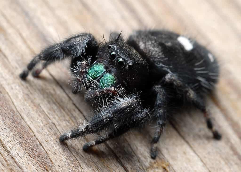 The bold jumping spider is a common black spider found in Connecticut