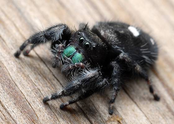 Spider Animal Facts - Araneae - A-Z Animals