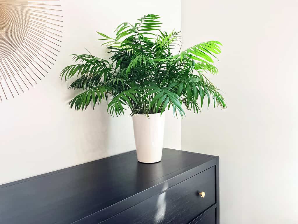 Parlor palm plant decorating black wooden dresser. Modern home decor.